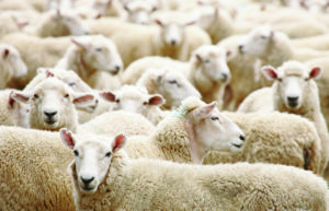 Schafschurwolle, Produkte aus Schafschurwolle